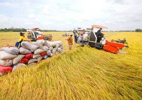 Nguồn cung ít, giá lúa gạo điều chỉnh tăng với nhiều mặt hàng